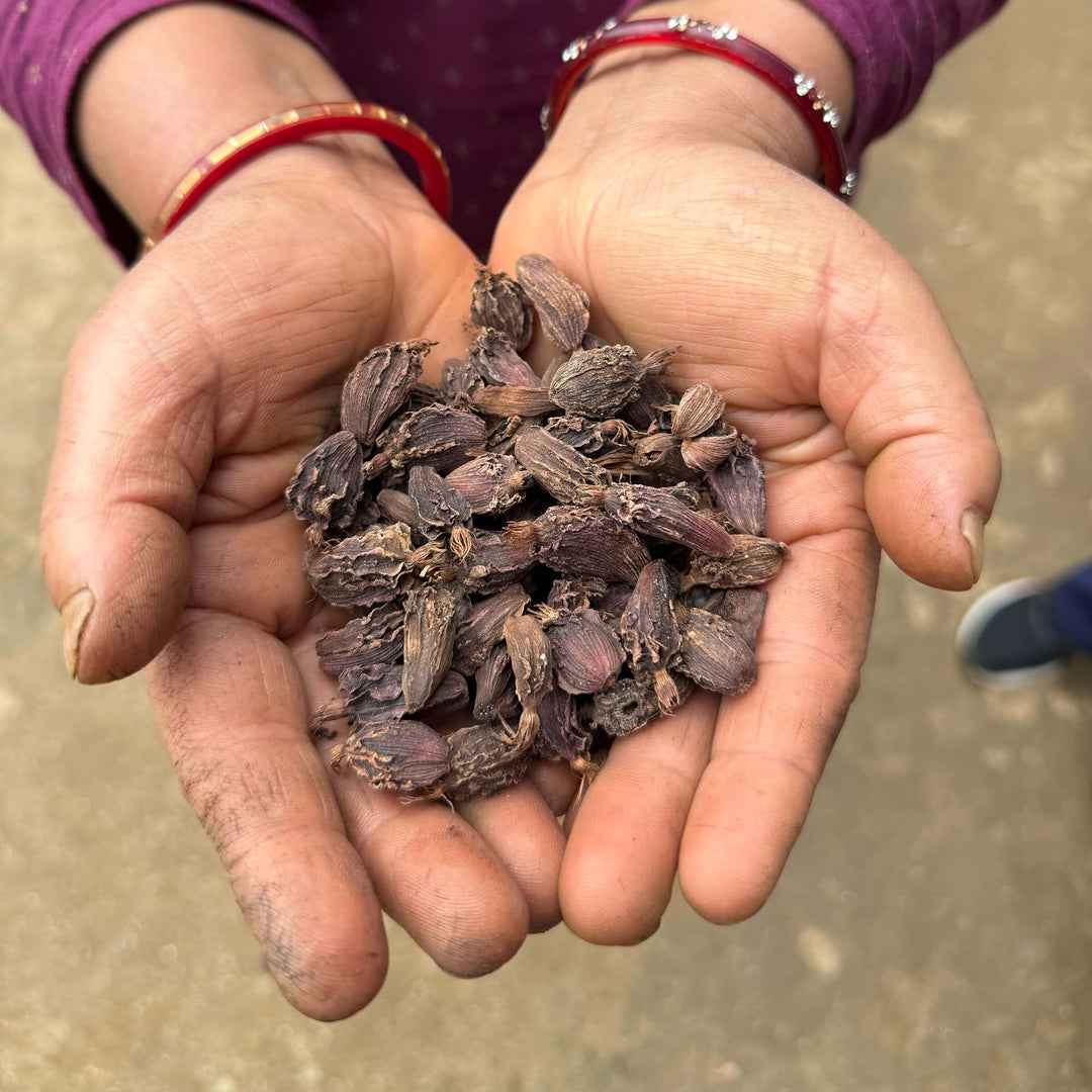 Hands holding dried black cardamom against a neutral background