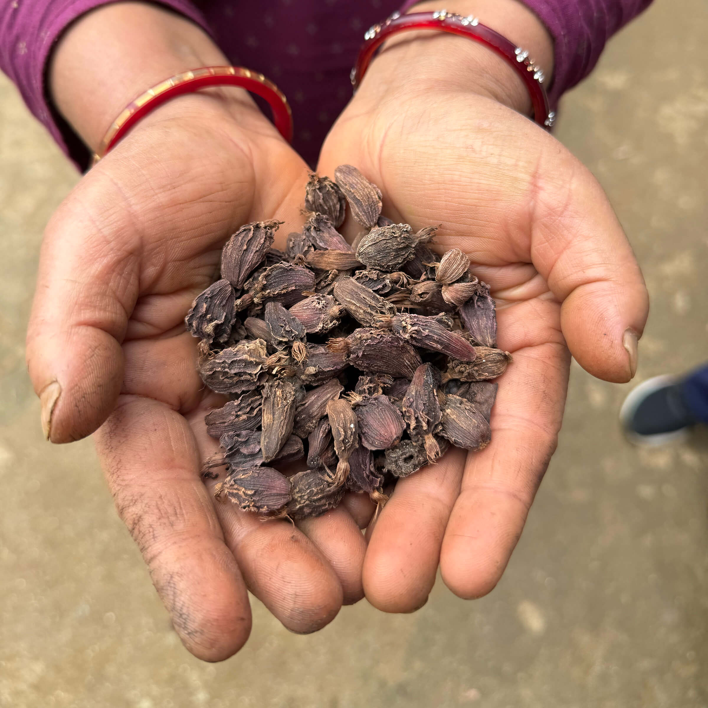 Hands holding dried black cardamom against a neutral background