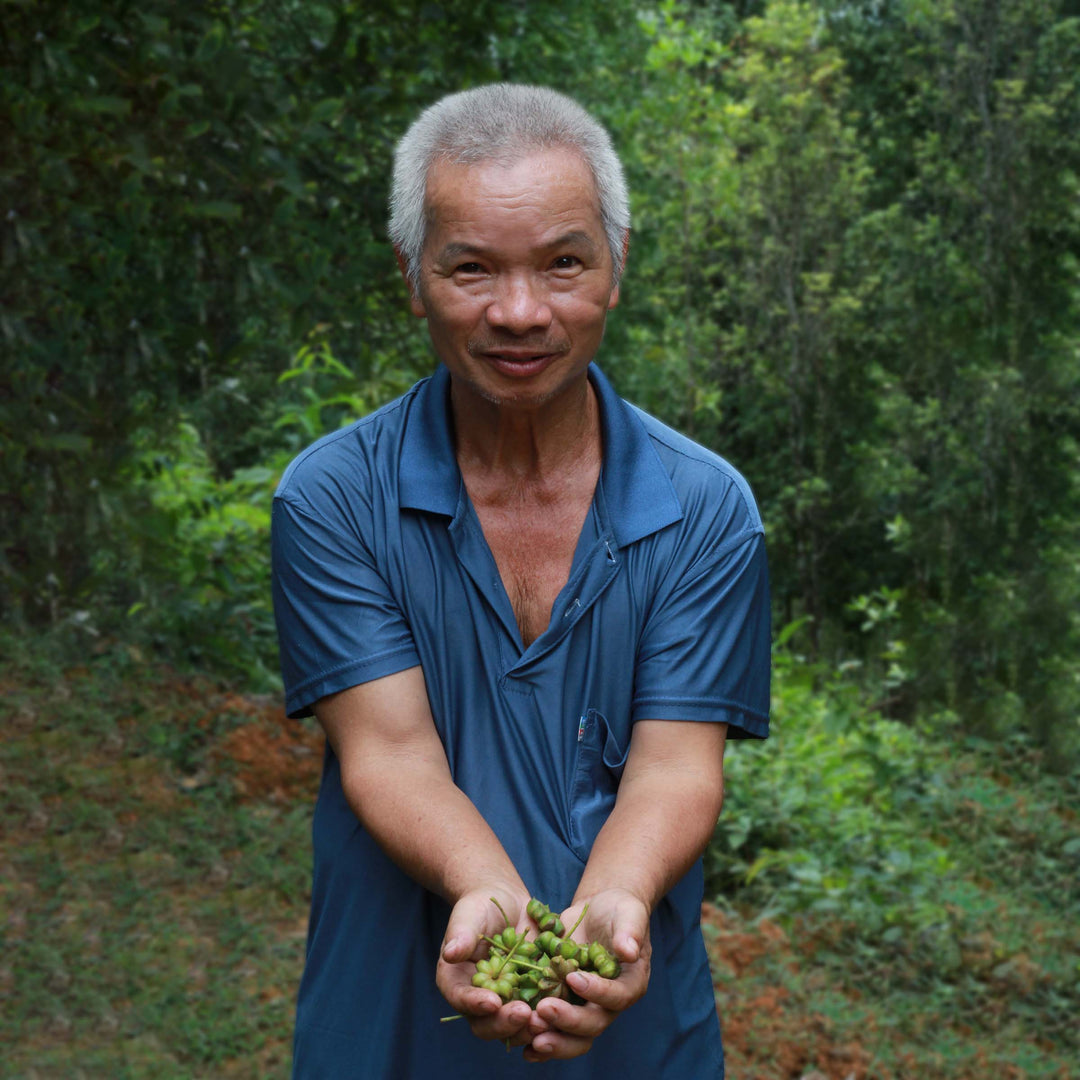 Vietnamese farmer holding unprocessed star anise.